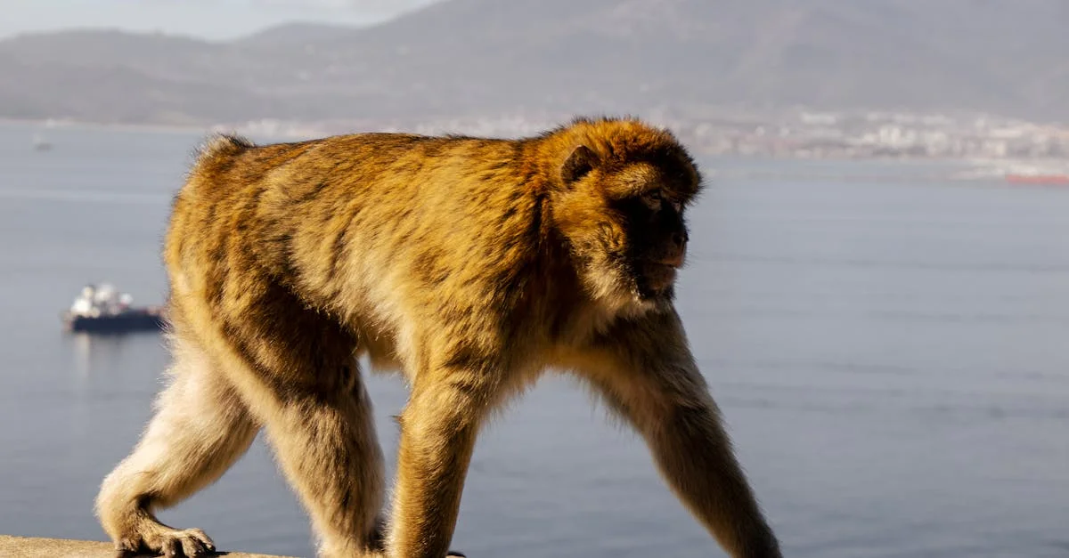 Transitioning from Waterfall to Agile BA: A Pragmatic Guide